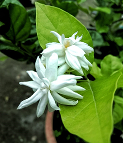 Belly Flower Leaf Thrive