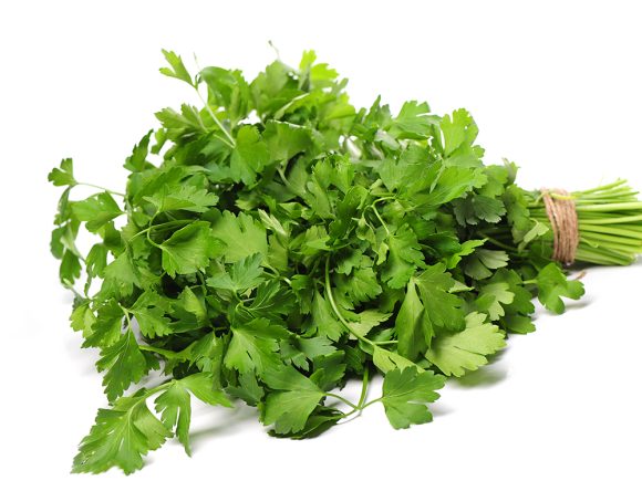 Growing Cilantro Seeds in Containers: A Complete Guide