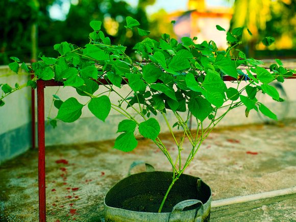 Step-by-Step Bean Plant Cultivation in GEO Bags for Gardens